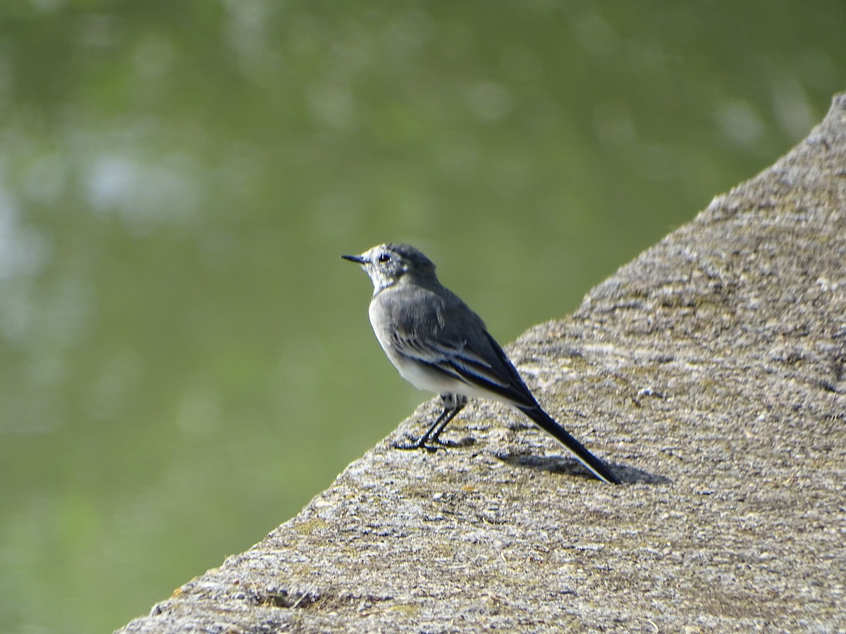 White Wagtail - ML381948451