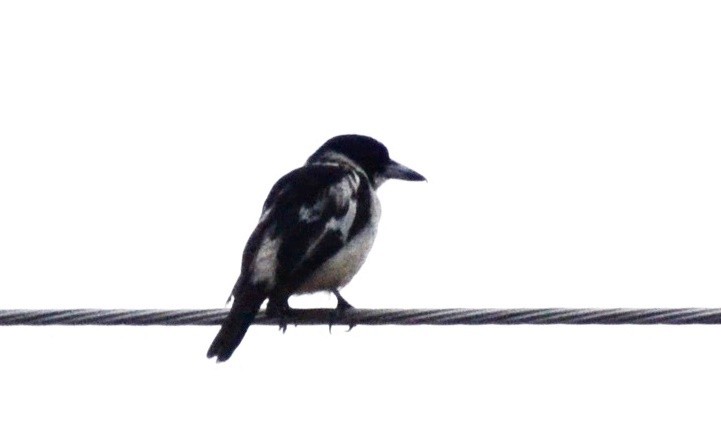 Black-backed Butcherbird - ML381949031