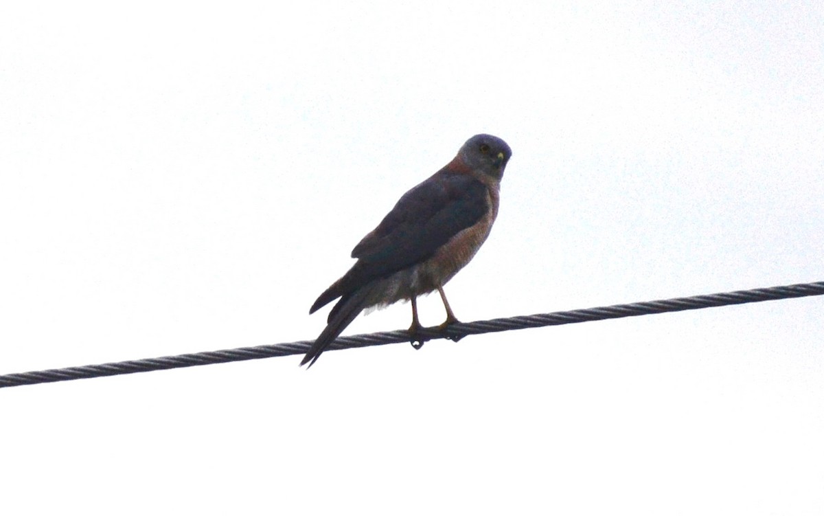 Collared Sparrowhawk - ML381949301