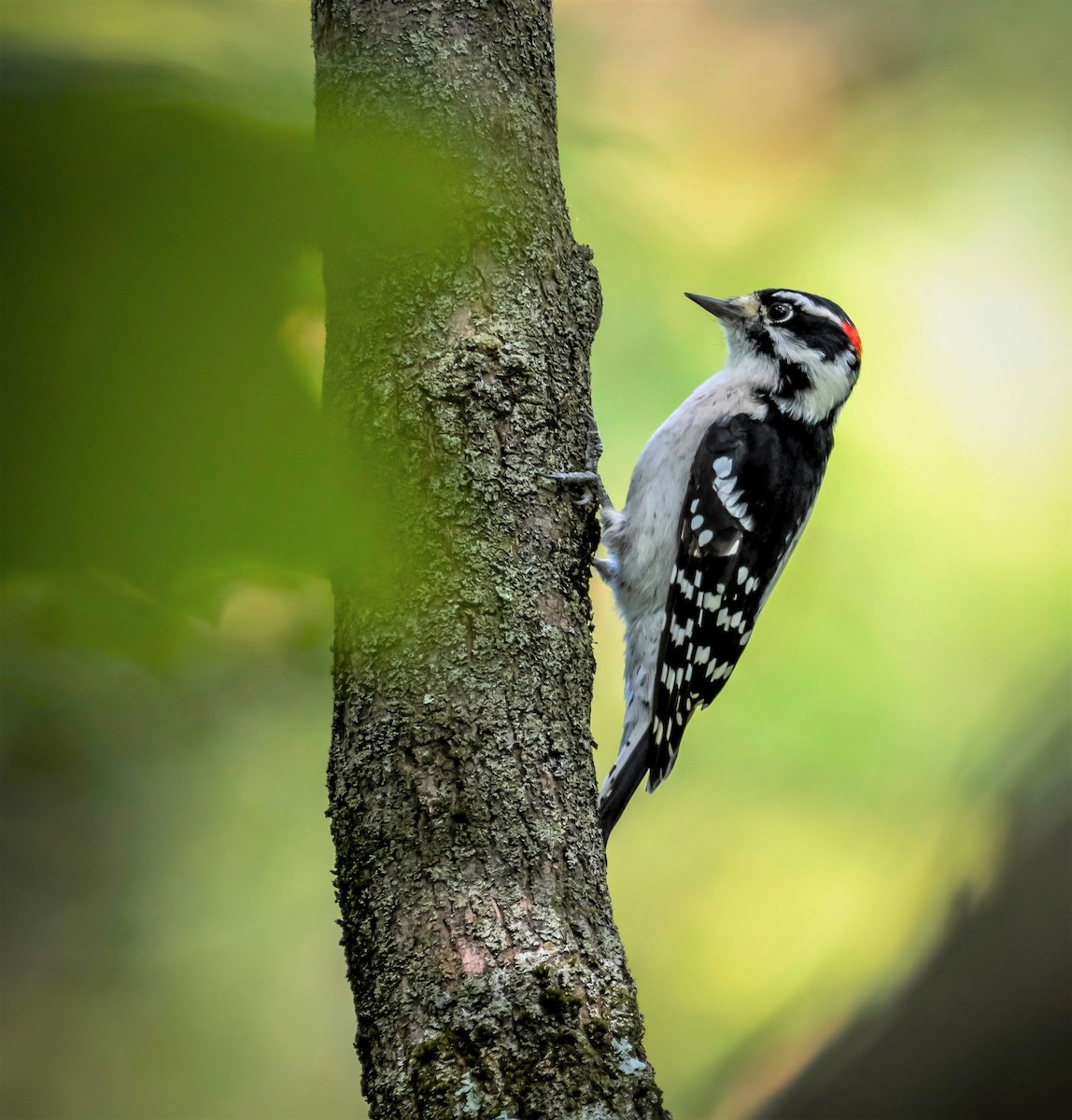 Downy Woodpecker - ML381951051