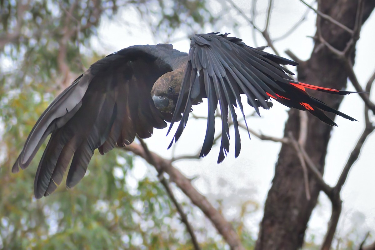 Glossy Black-Cockatoo - ML381951551