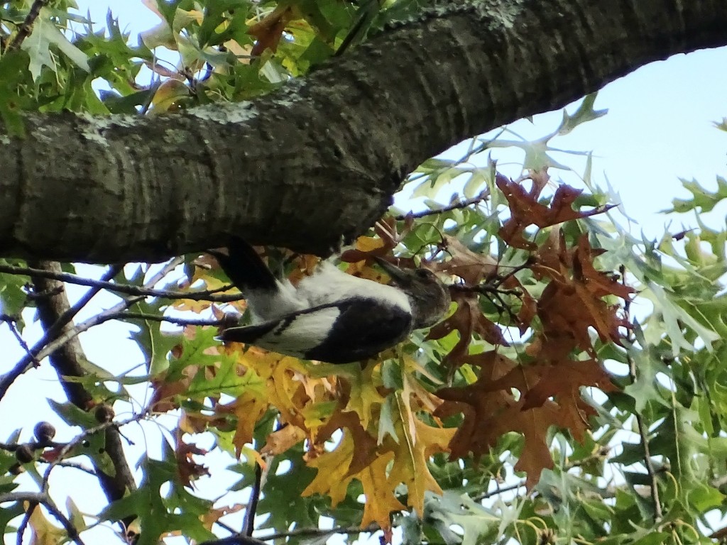 Red-headed Woodpecker - ML381953051