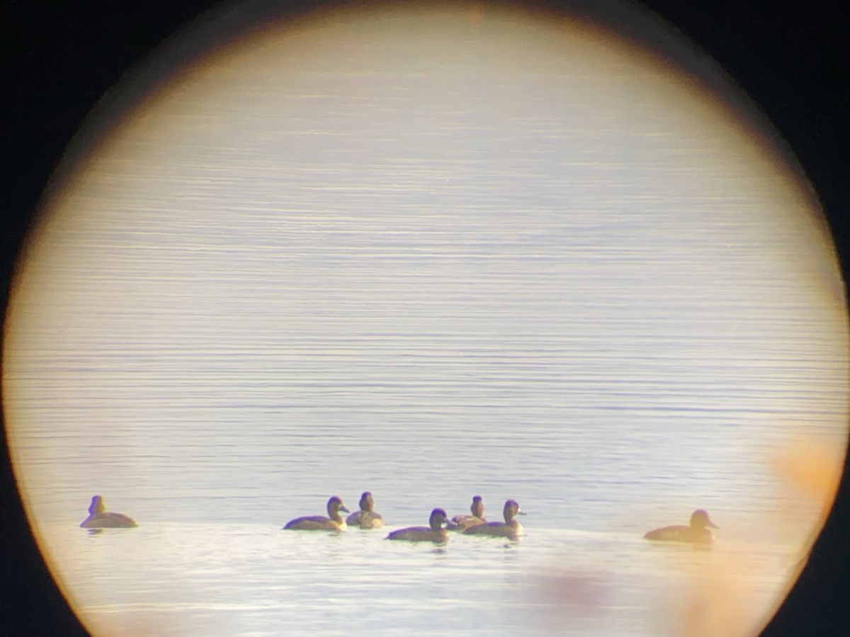 Greater Scaup - ML381953441