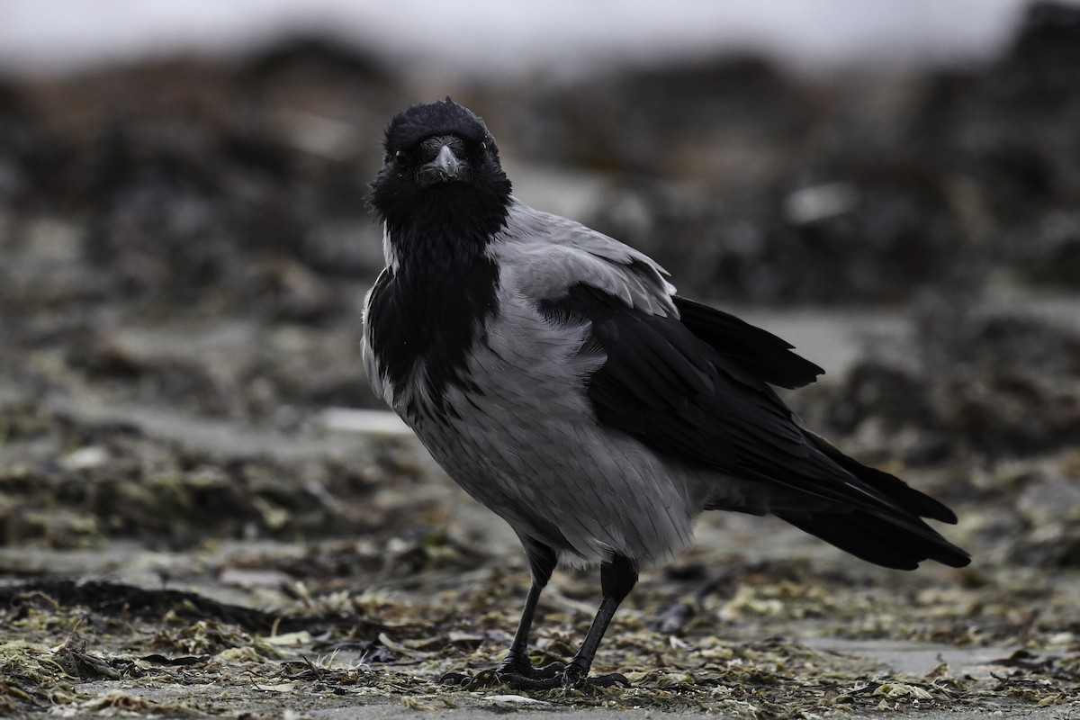 Hooded Crow - ML381953781