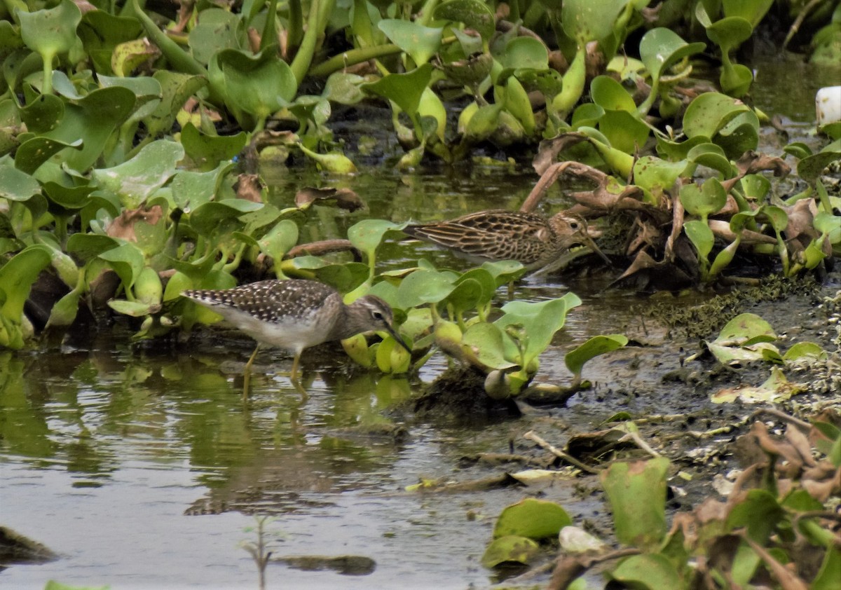 Pectoral Sandpiper - ML381955991