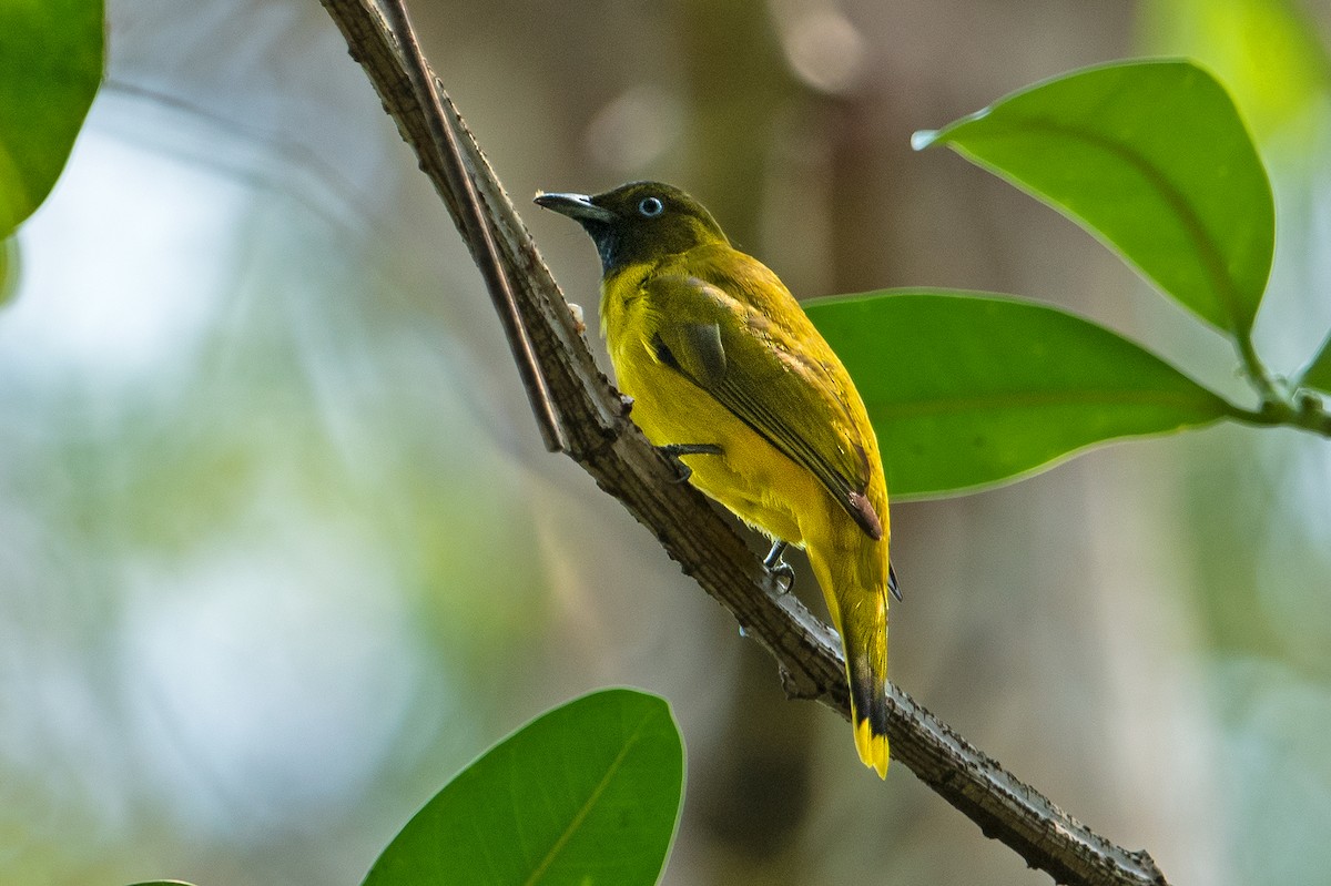 Andaman Bulbul - Aseem Kothiala