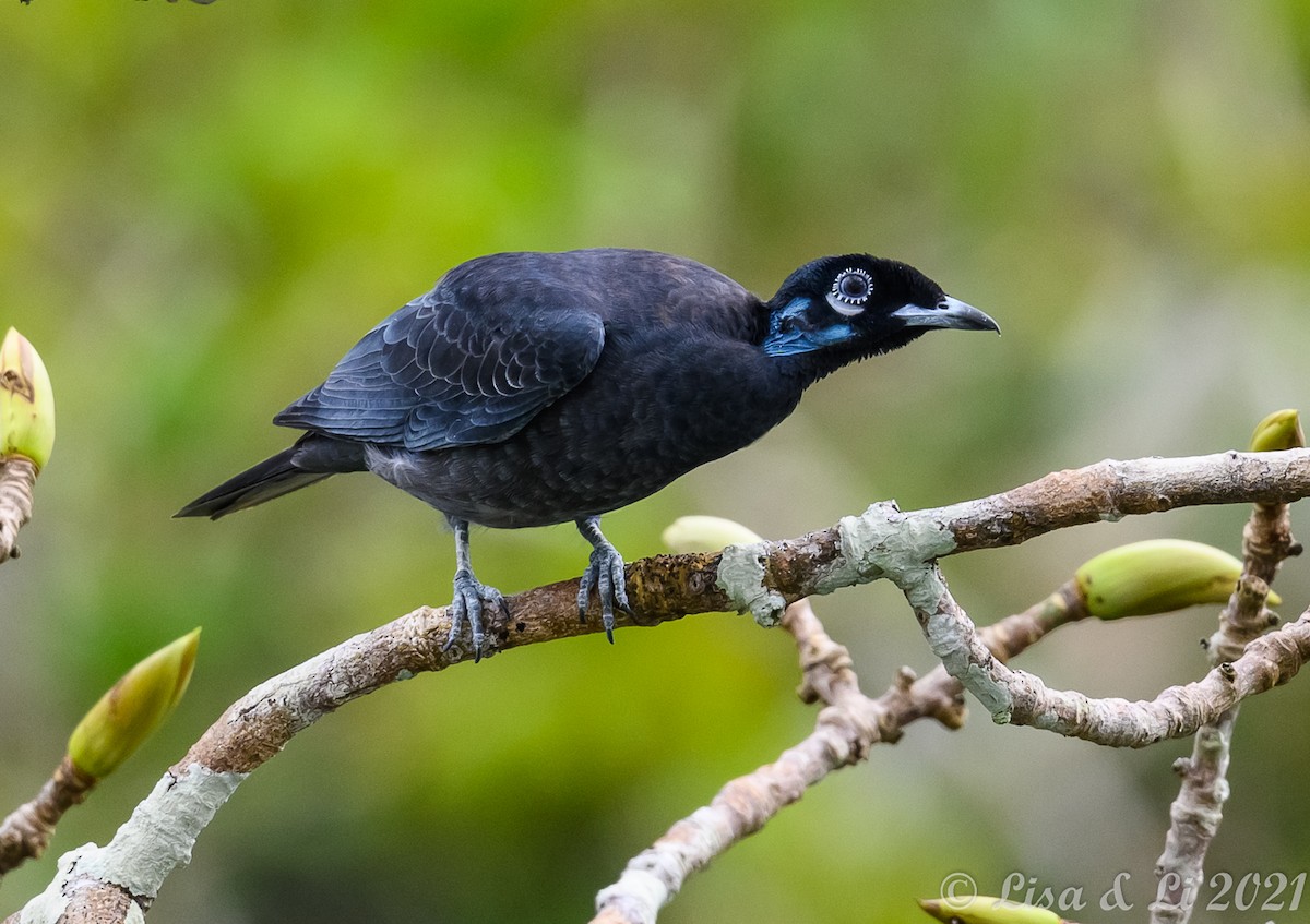 Bare-necked Fruitcrow - ML381956121