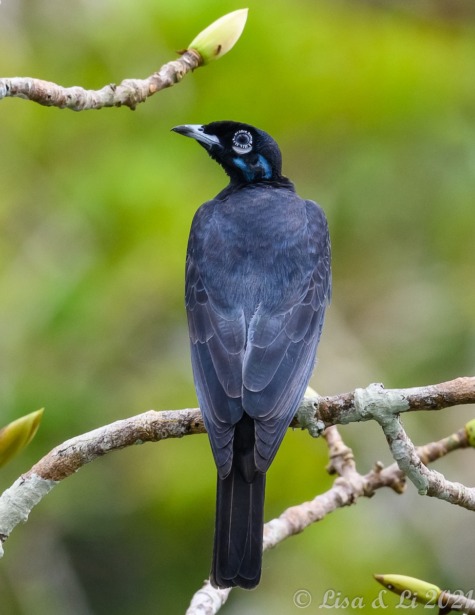 Bare-necked Fruitcrow - ML381956131