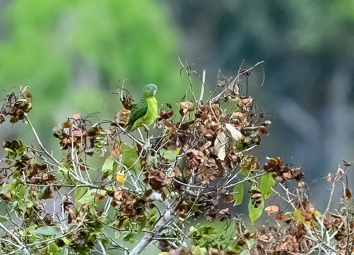 Amazonian Parrotlet - ML381956341