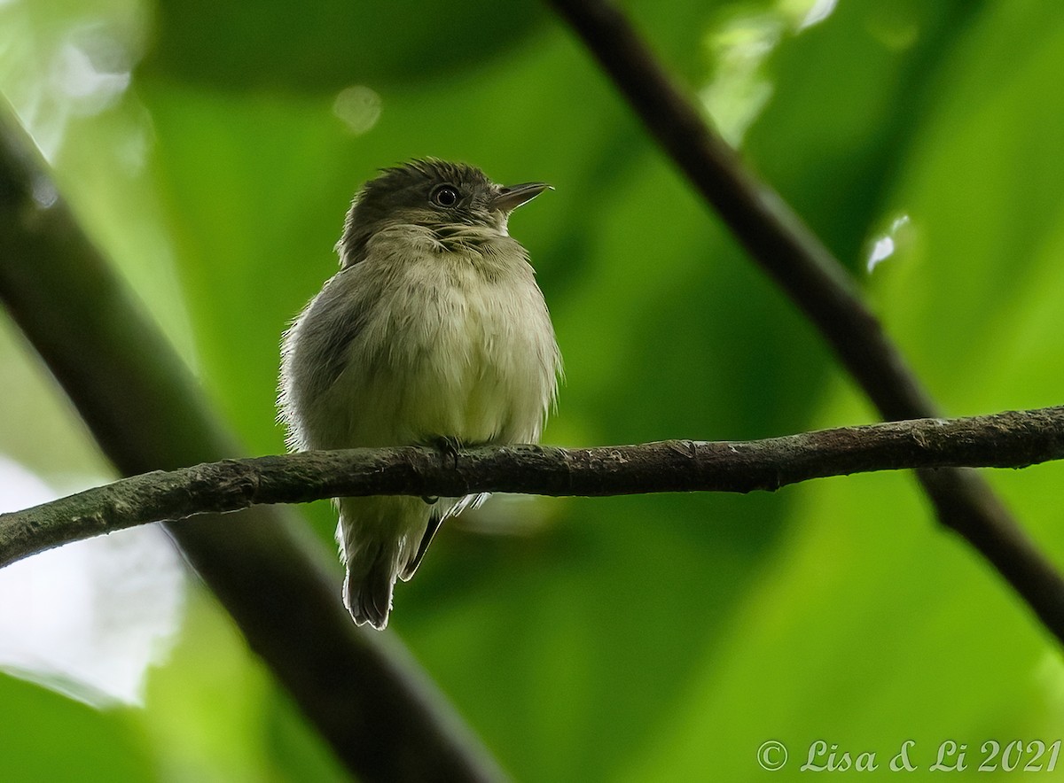 Dwarf Tyrant-Manakin - ML381958771