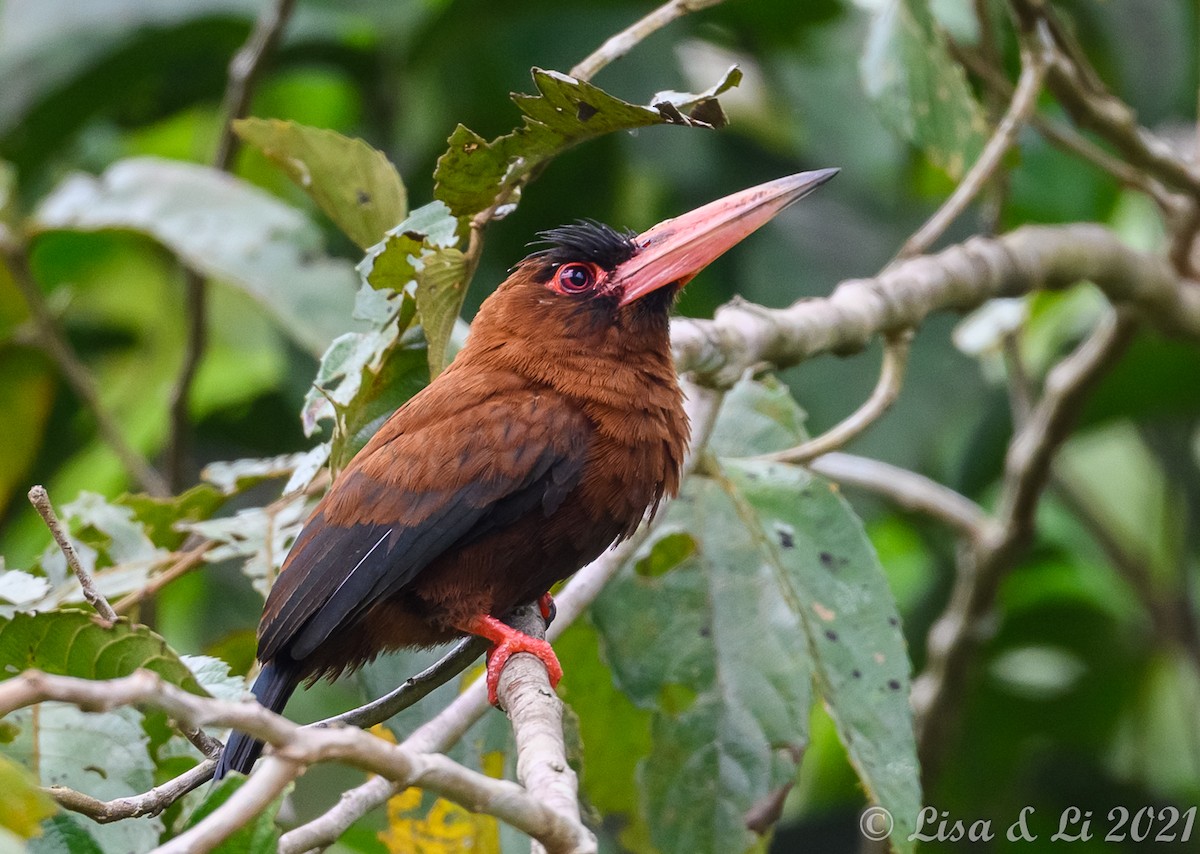 Purus Jacamar - ML381959071