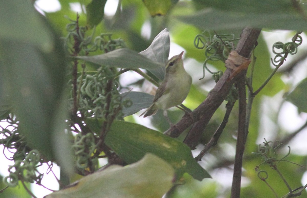 Green Warbler - ML381959191