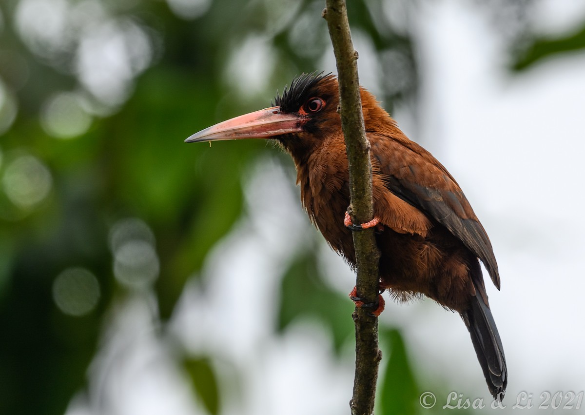 Purus Jacamar - ML381959201