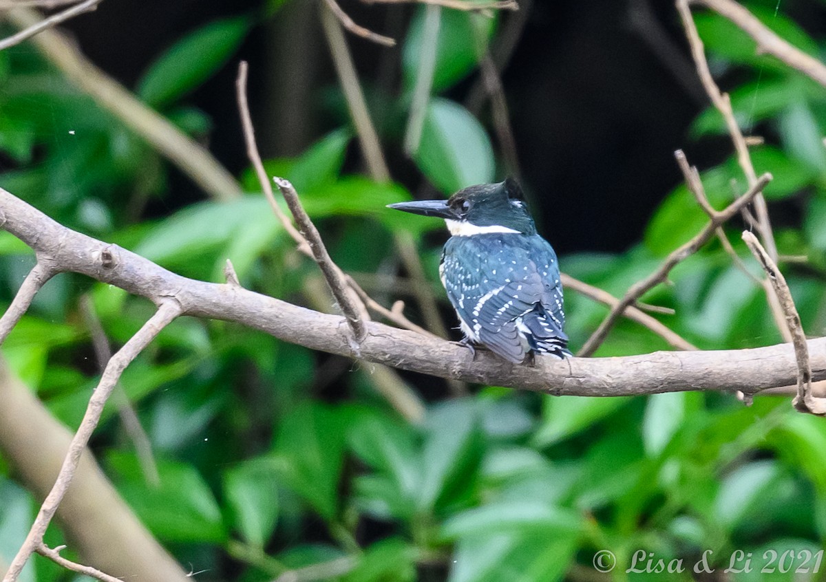 Green Kingfisher - ML381959321