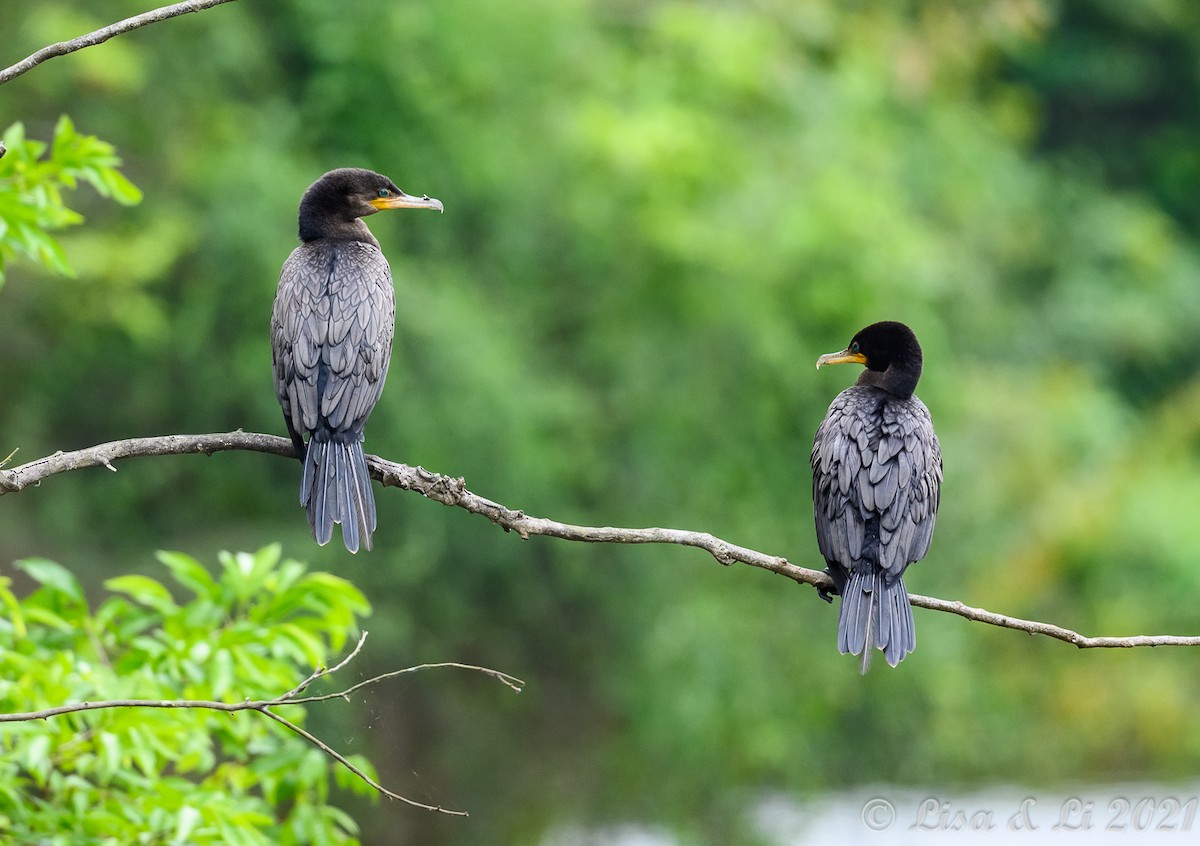 Neotropic Cormorant - Lisa & Li Li