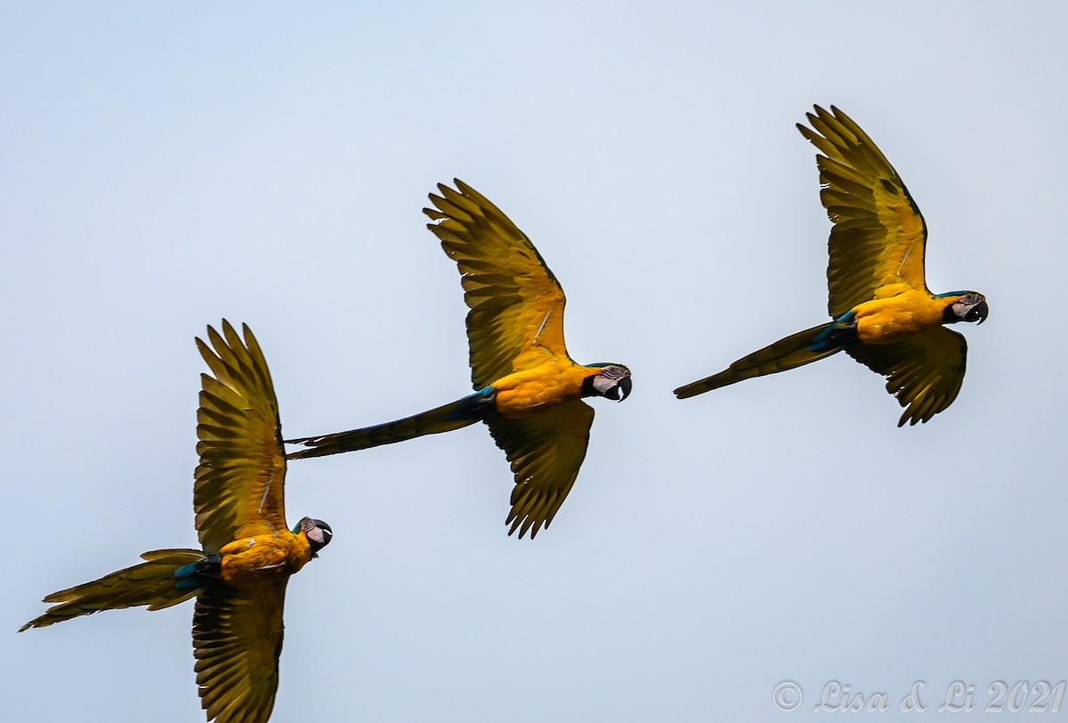 Blue-and-yellow Macaw - ML381959601