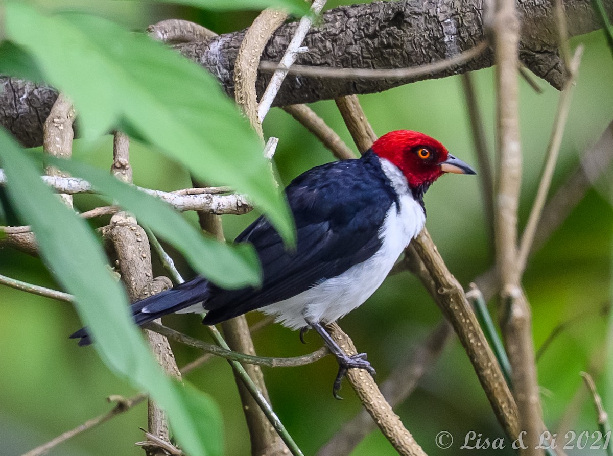 Red-capped Cardinal - ML381959731