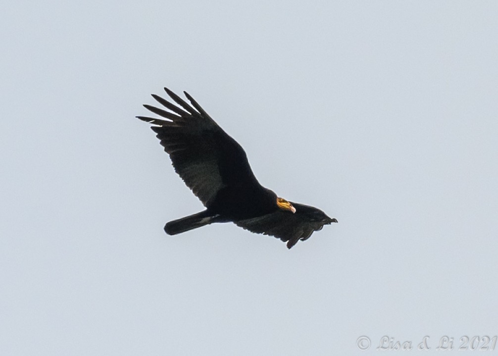 Greater Yellow-headed Vulture - ML381959821