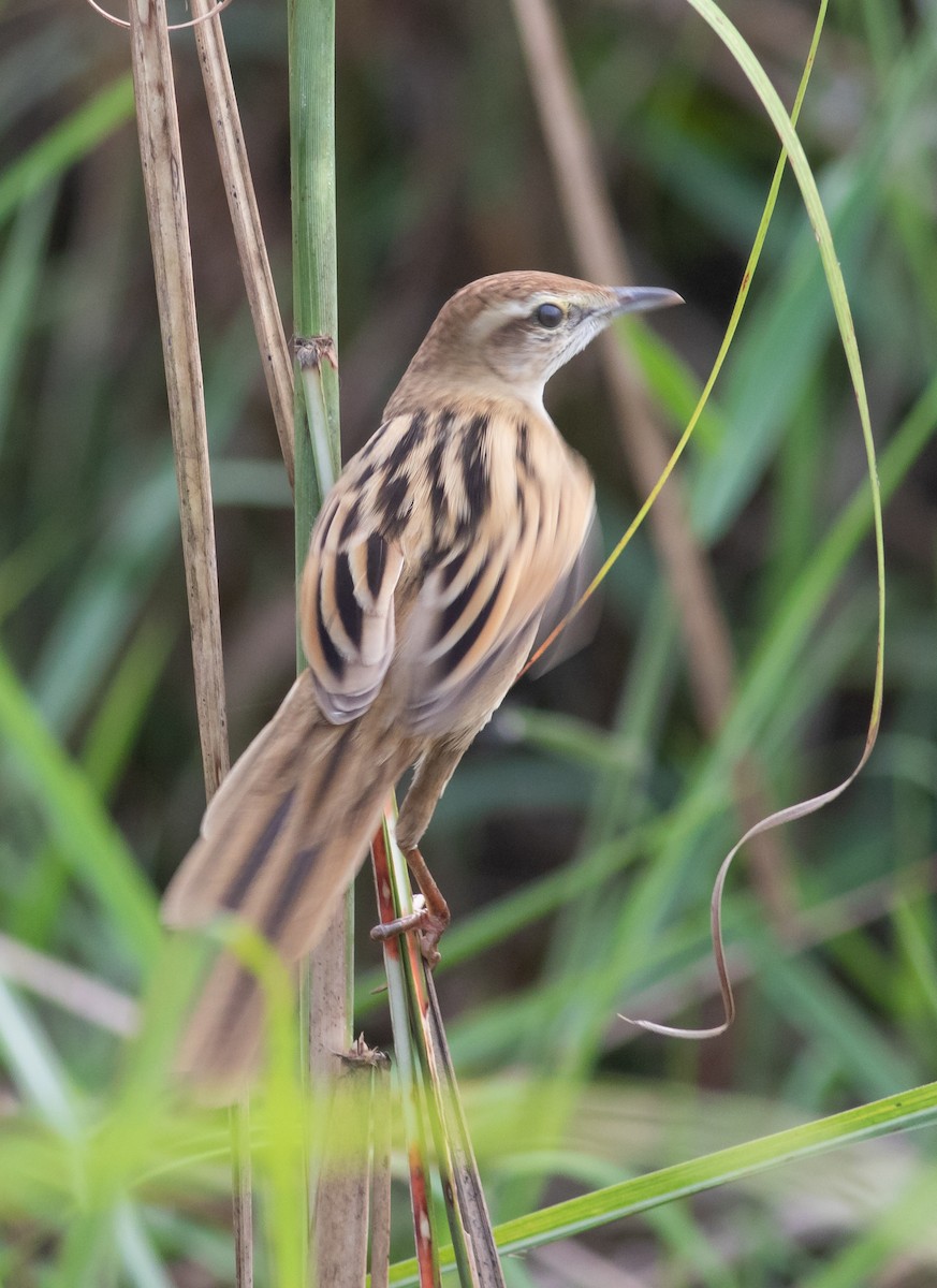 Striated Grassbird - Zaber Ansary -BirdingBD Tours