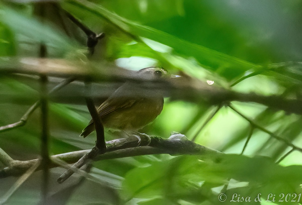 Golden-crowned Spadebill - ML381960141