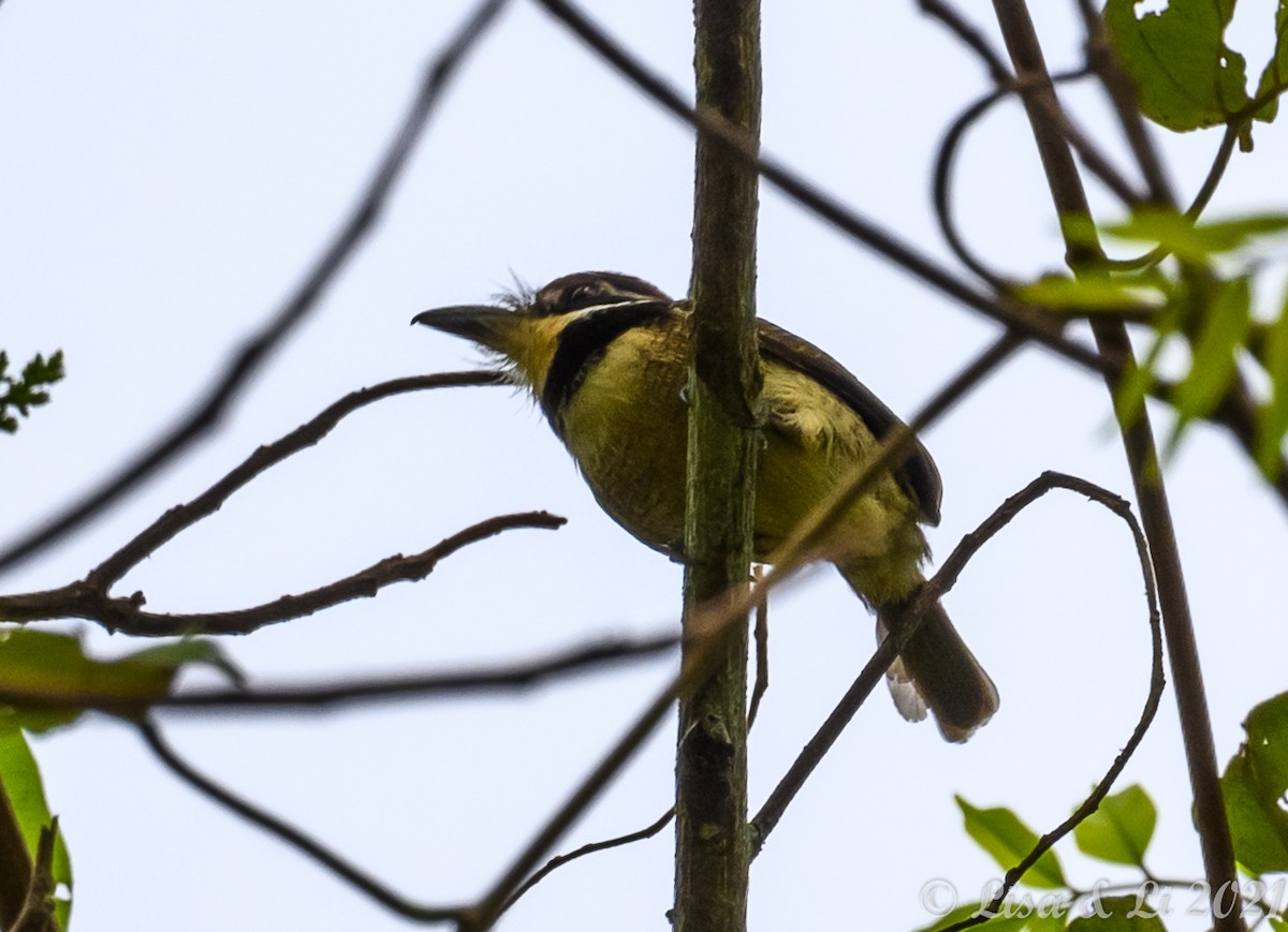 Chestnut-capped Puffbird - ML381960501