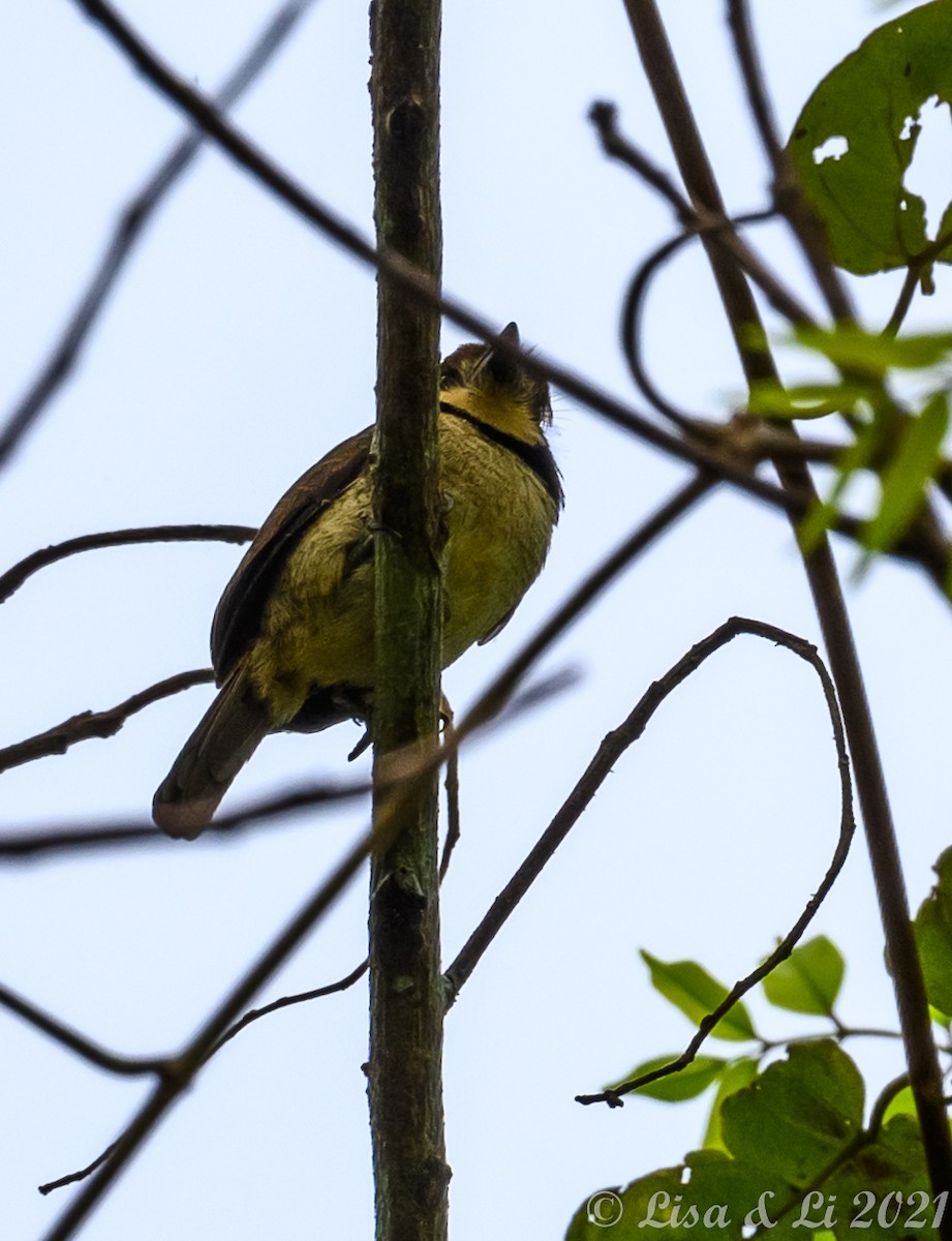 Chestnut-capped Puffbird - ML381960521