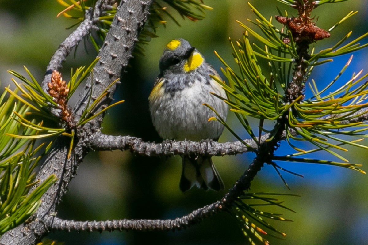 Yellow-rumped Warbler (Audubon's) - John Reynolds