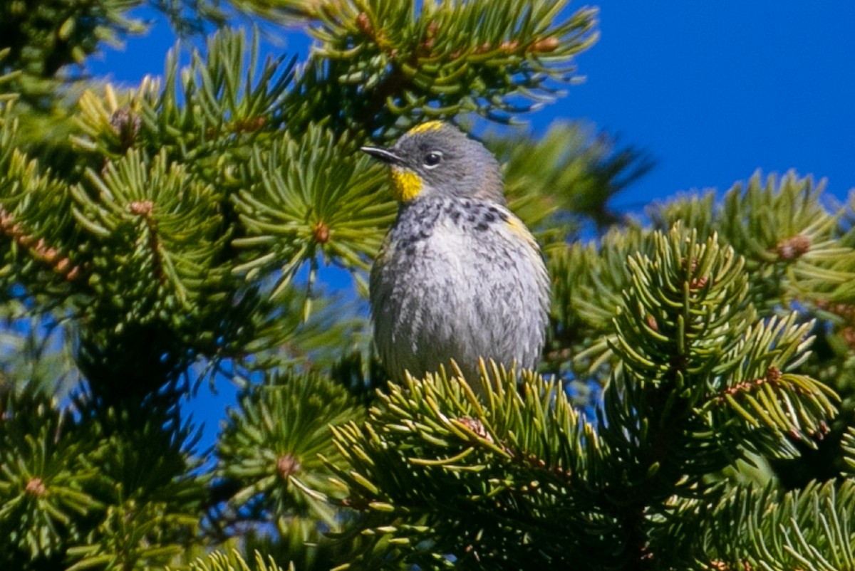 Yellow-rumped Warbler (Audubon's) - ML381960621