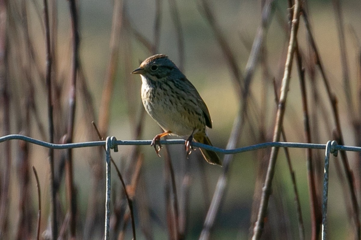 Lincoln's Sparrow - ML381960661