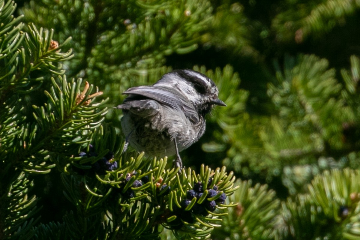 Mountain Chickadee - ML381960691