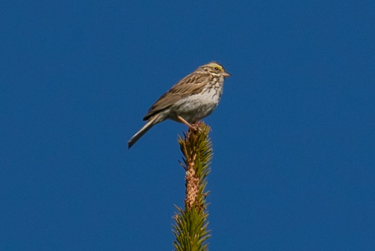 Savannah Sparrow - ML381960711