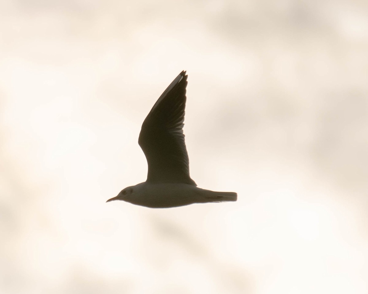 Black-headed Gull - Andrii Radzhabov