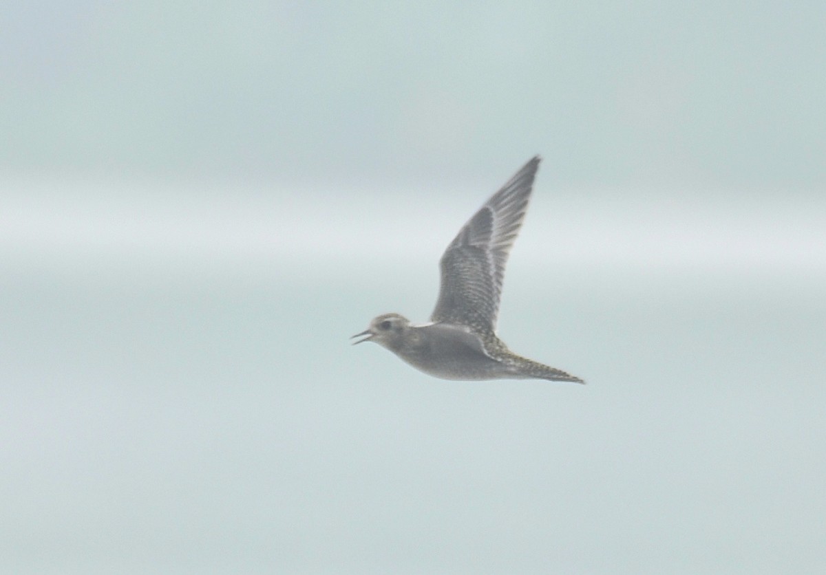 Pacific Golden-Plover - Dr Mohammed Umer  Sharieff