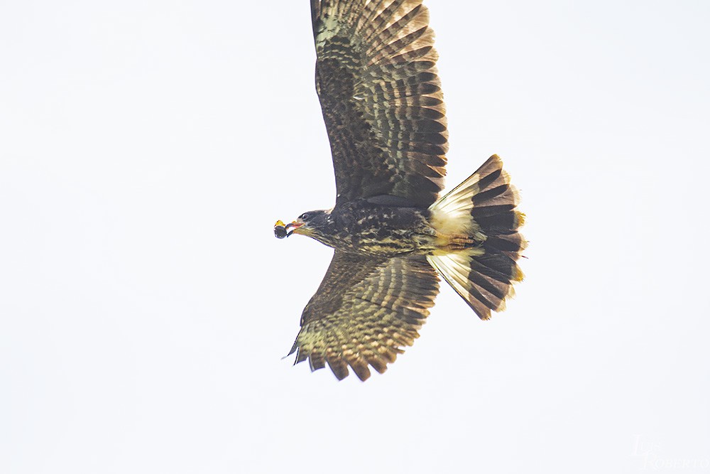 Snail Kite - ML381963431