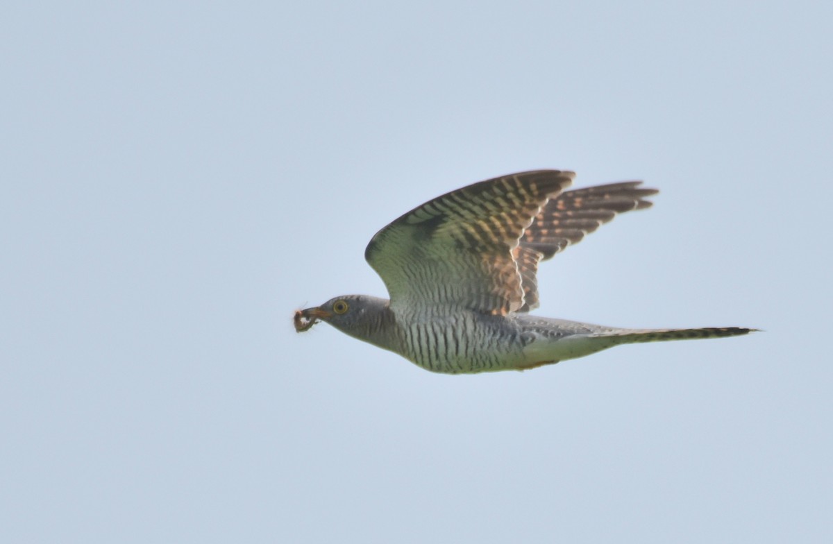 Common Cuckoo - ML381963641