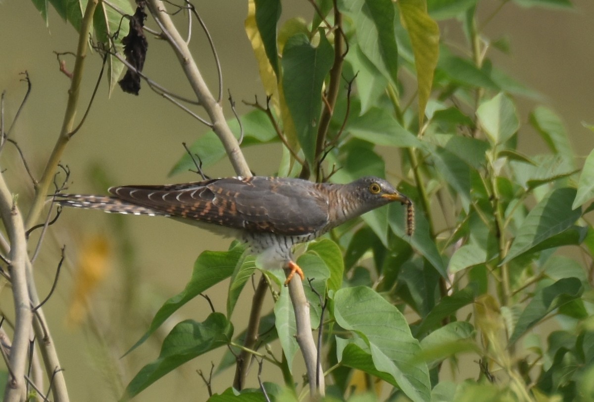 Common Cuckoo - ML381963851