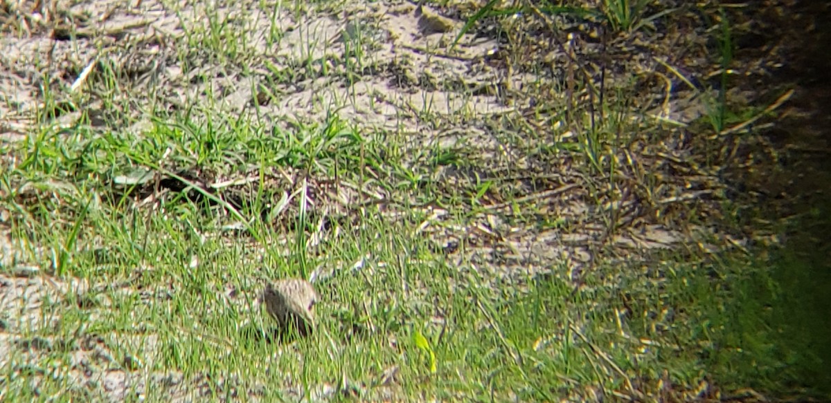 Thick-billed Longspur - ML381964241