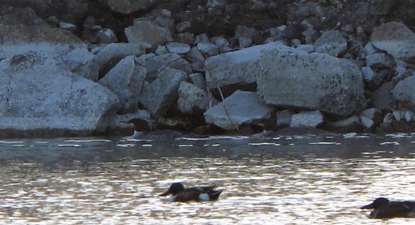 Common Merganser - ML38196441