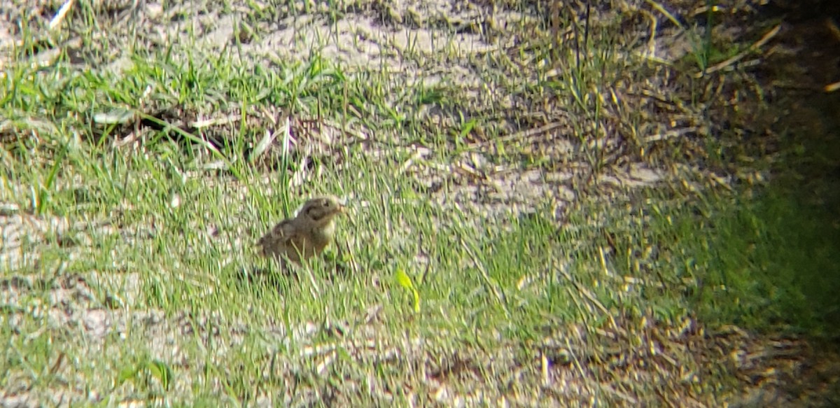 Thick-billed Longspur - ML381964411