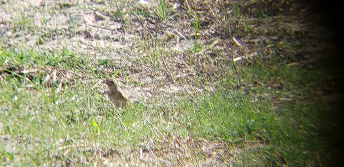 Thick-billed Longspur - ML381964441