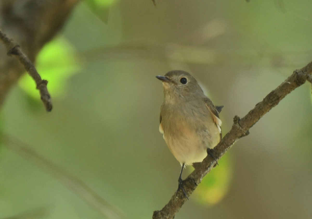 Taiga Flycatcher - ML381965031