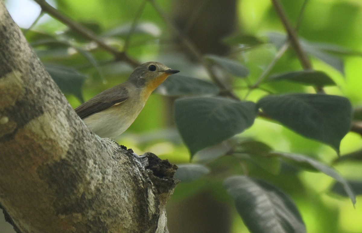 Taiga Flycatcher - ML381965171