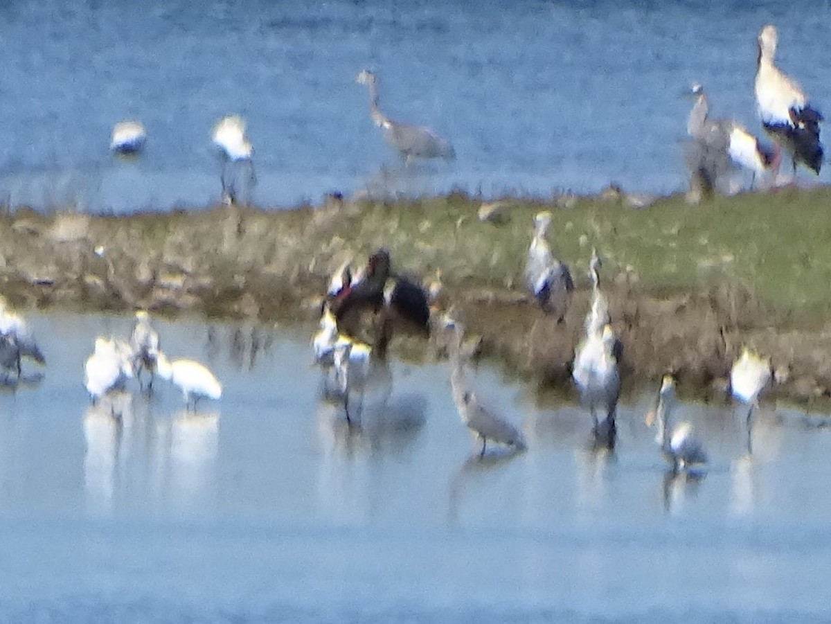 Black Stork - ML381965281