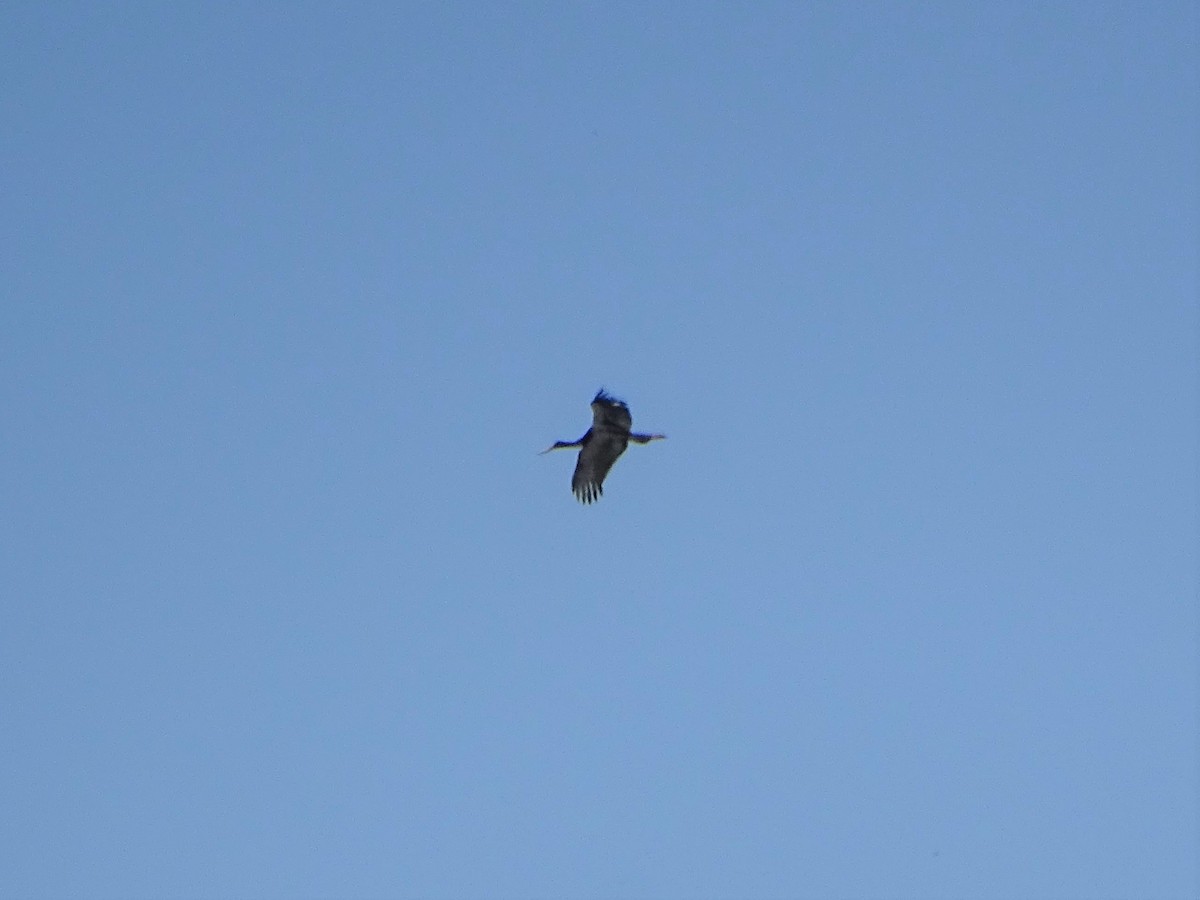 Black Stork - ML381965311