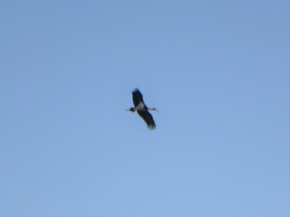 Black Stork - ML381965321