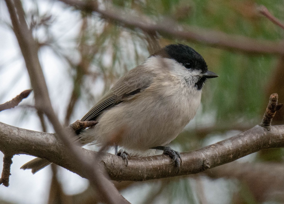 Marsh Tit - ML381966321