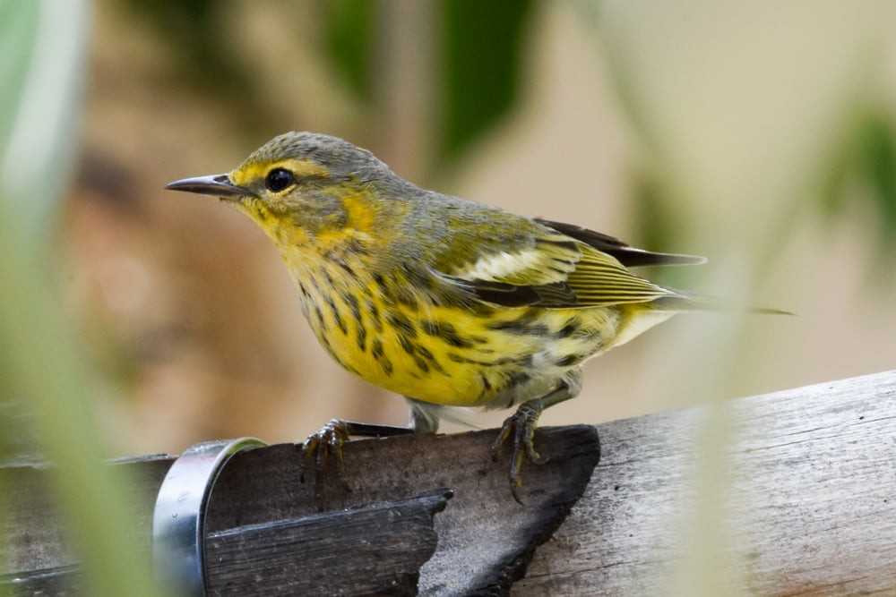 Cape May Warbler - Historical Bonaire Data