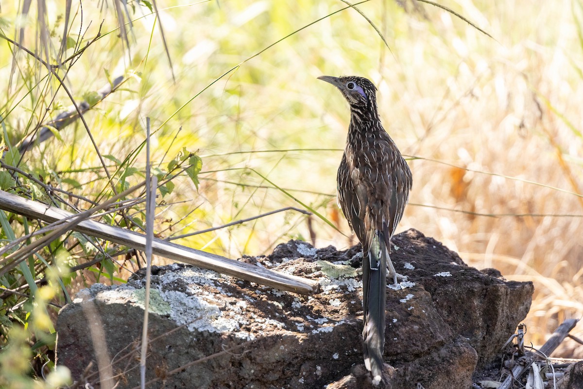 Lesser Roadrunner - Doug Gochfeld