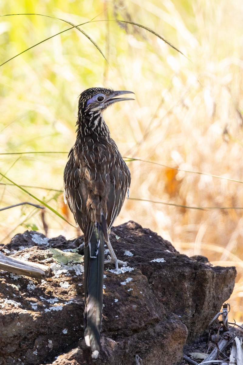 Lesser Roadrunner - Doug Gochfeld