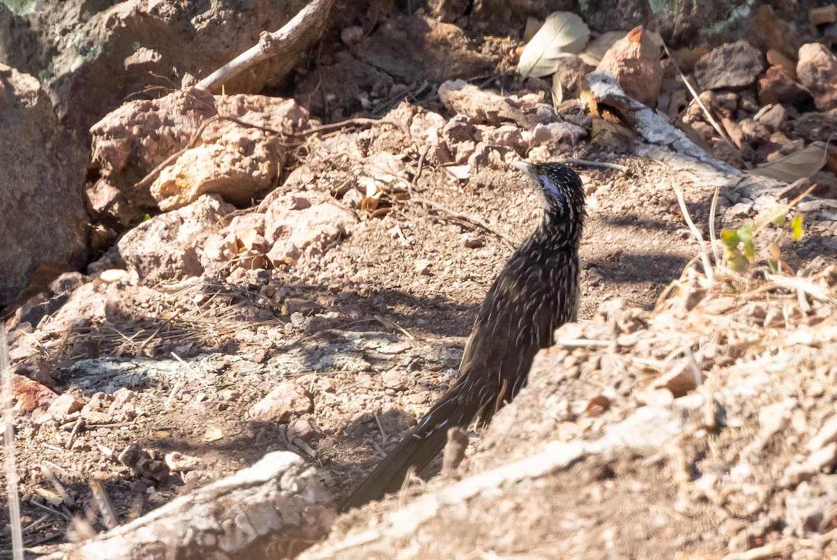 Lesser Roadrunner - ML381967021